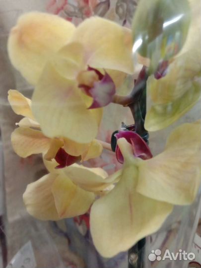 Орхидея фаленопсис