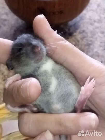 Крысята агути, хаски дамбо тикированные