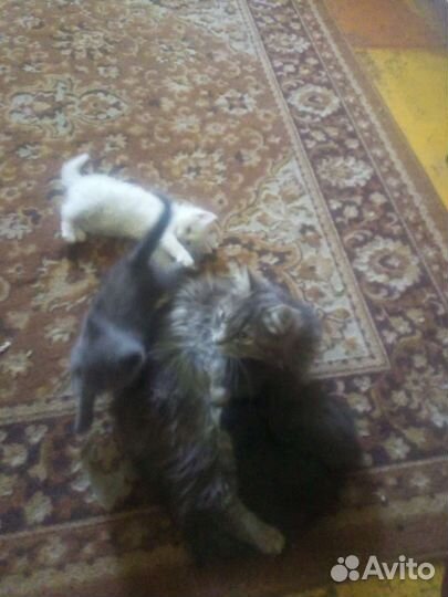 Котики
