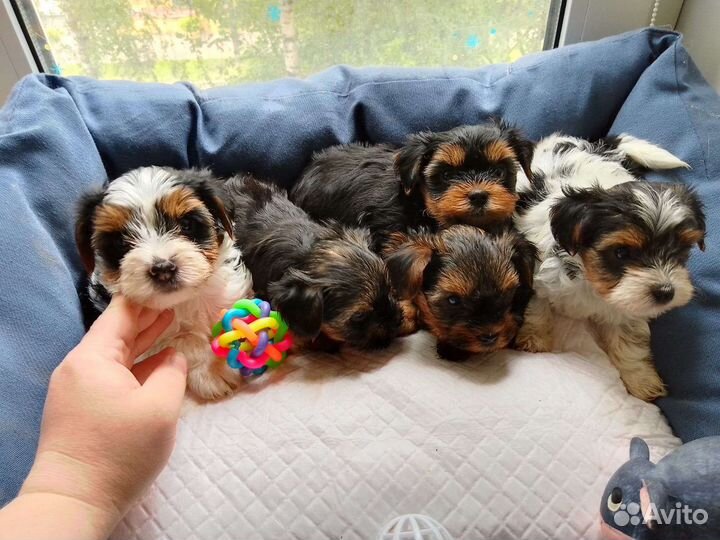 Милые щенята Бивер и Йорк