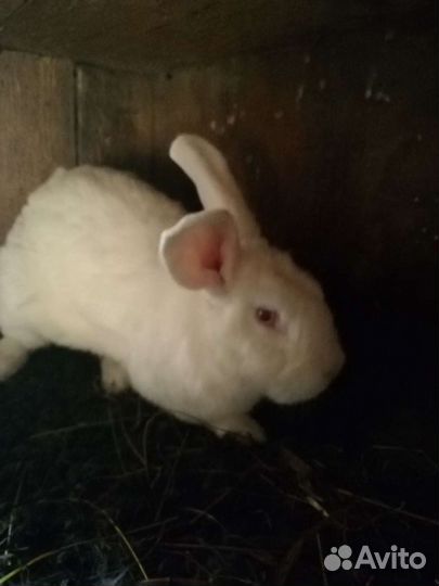 Продам кроликов
