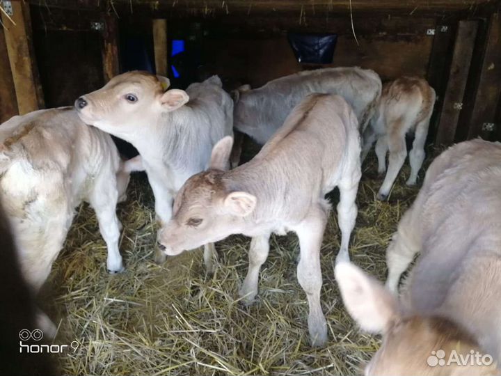 Бычки телята