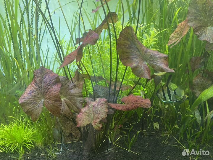 Аквариумные растения