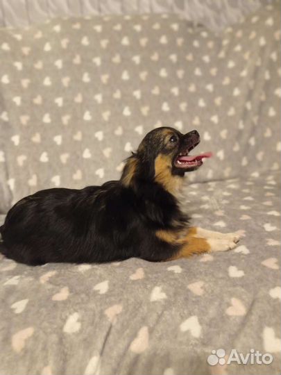 Отдам чихуахуа