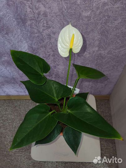Антуриум кокос