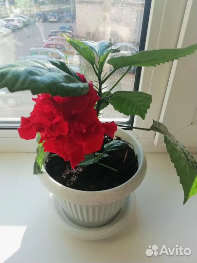 Гибискус красный махровый Китайская роза