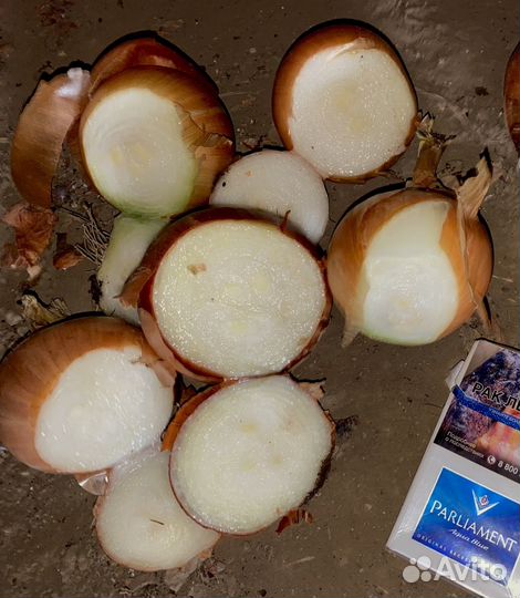 Лук репчатый оптом на перо