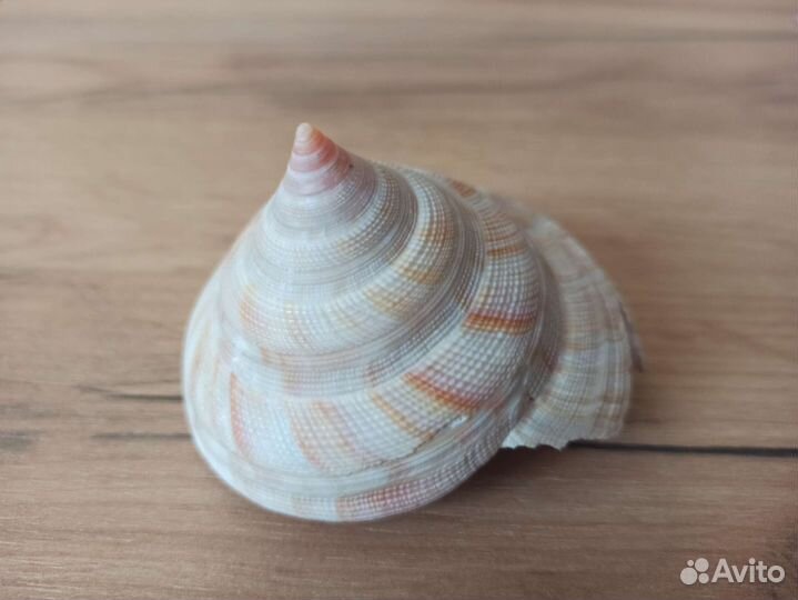 Морская раковина