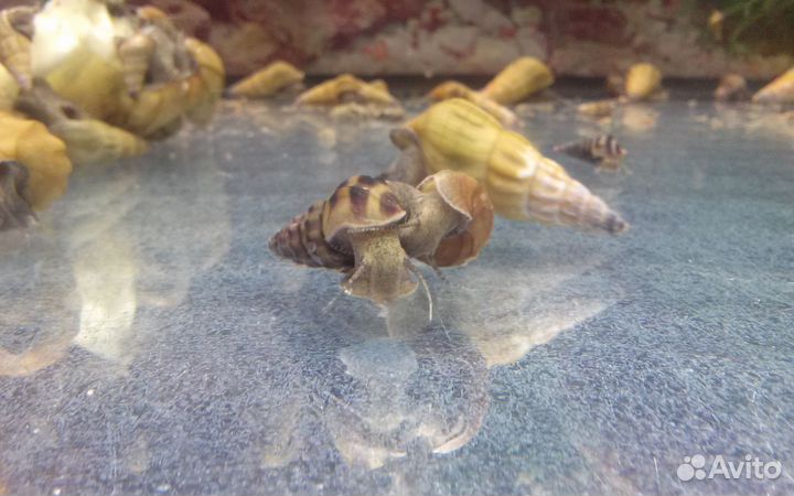 Улитка Геркулес