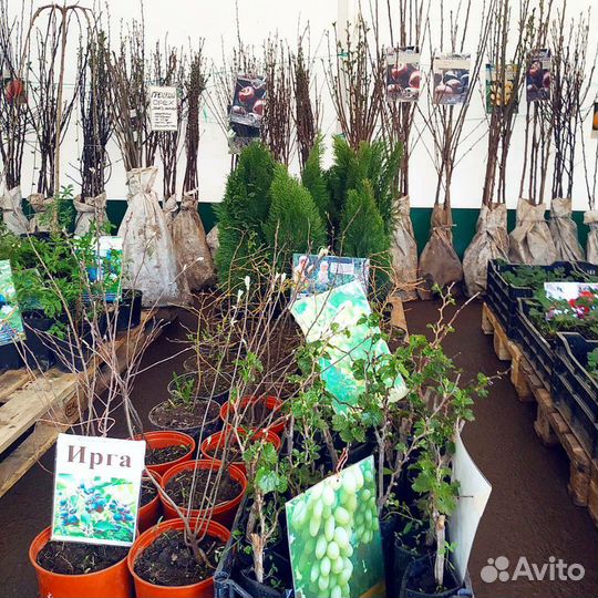 Цветы Саженцы плодовые ягодные