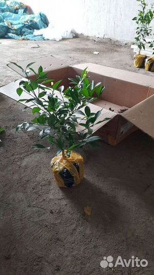 Саженцы лимона