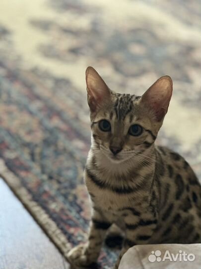 Бенгальская кошка