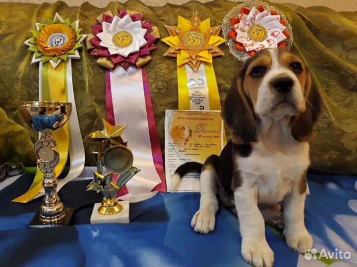 Щенки бигля ркф/FCI