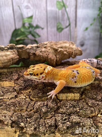 Геккон эублефар