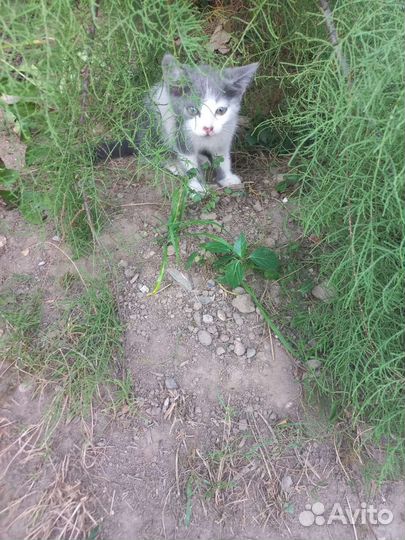 Чудо девочка