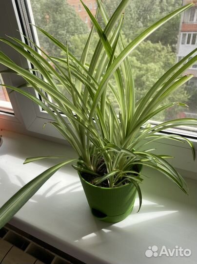 Хлорофитум