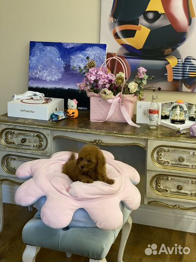 Той-пудель девочка