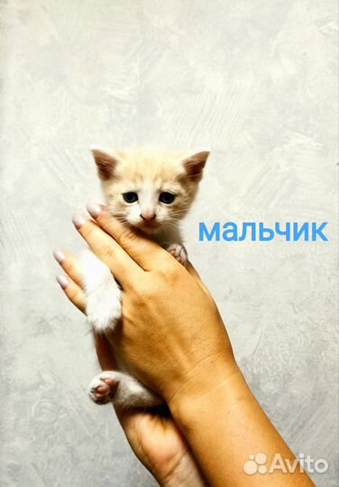 Кошка в дар бесплатно