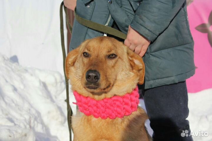 Умница Баффи устала жить в приюте