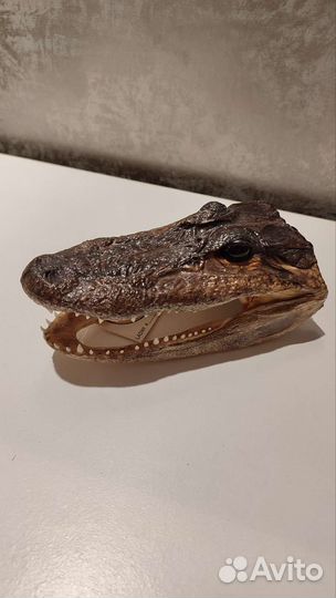 Чучело головы крокодила