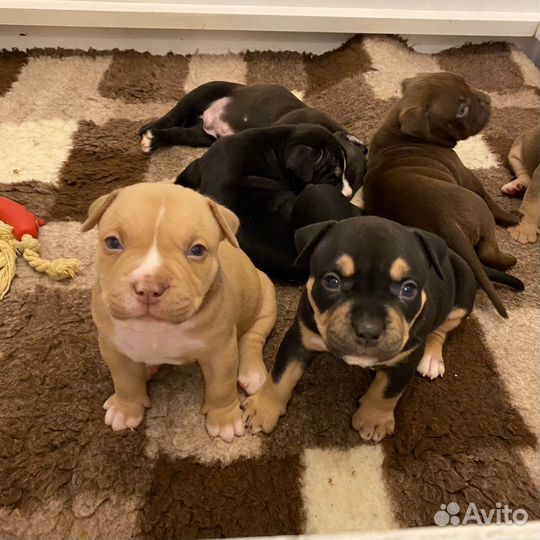 Щенки американских булли