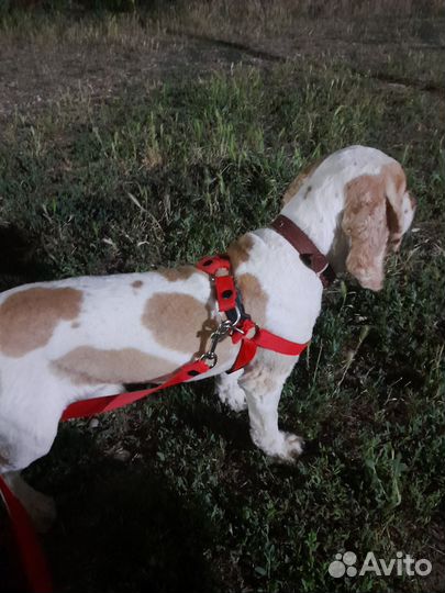 Вязка английский кокер спаниель