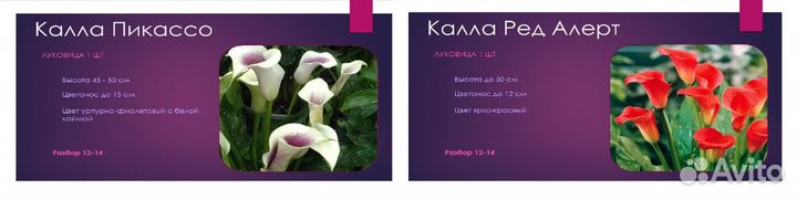 Луковицы цветов Калла в ассортименте