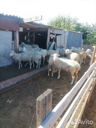 Овцы бараны ягнята оптом
