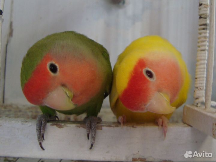 Ручной попугай неразлучник,не кусает