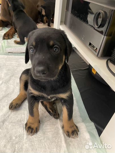 Щенки добермана в добрые руки