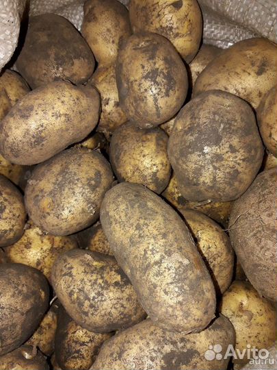 Картофель домашний