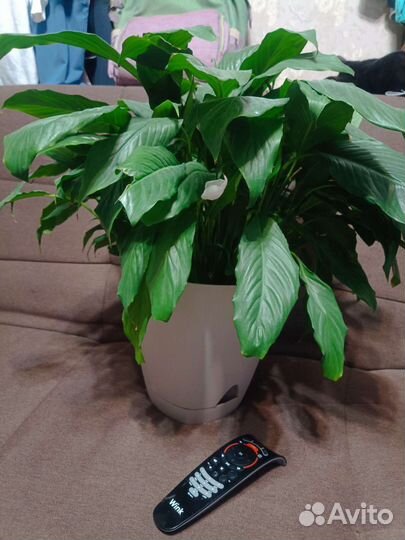 Спатифиллум