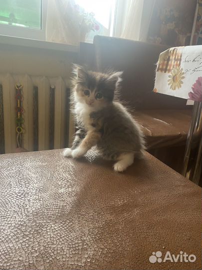 Курильский бобтейл