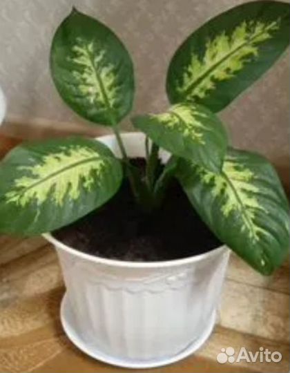 Диффенбахия в горшке 5 л