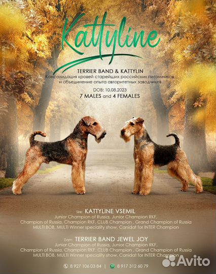 Эрдельтерьер