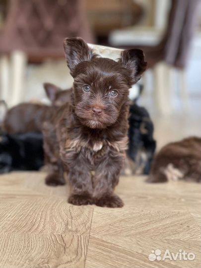 Эксклюзивный шоколадный малыш горький шоколад