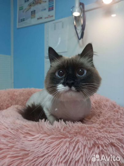 Стрижка кошек и собак