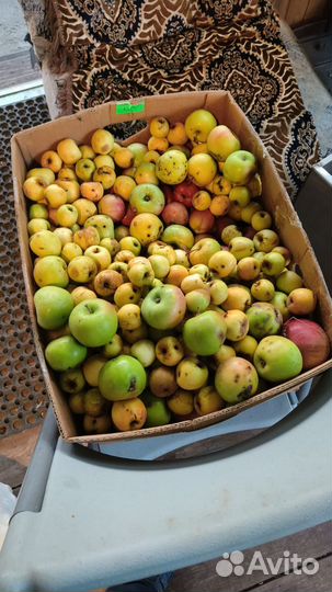 Яблочный уксус 100 качество