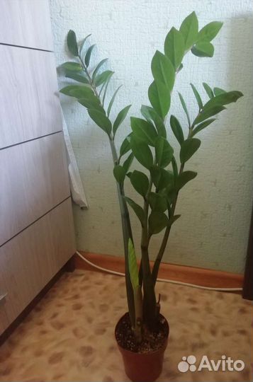 Замиокулькас