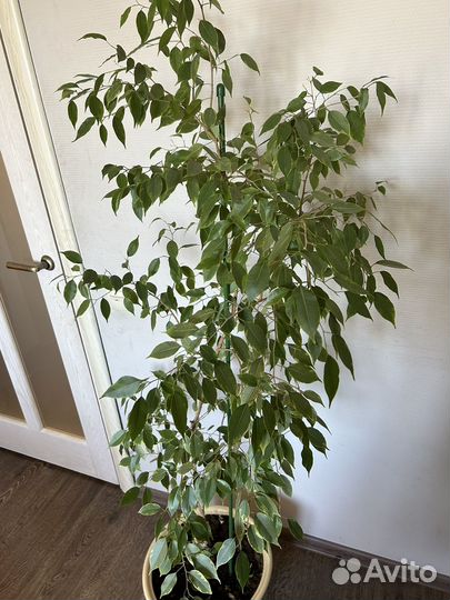 Фикус бенджамина