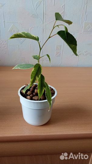 Фикус бенджамина