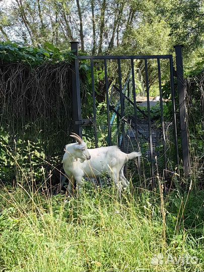 Козлики 6 месяцев, Услуги козла