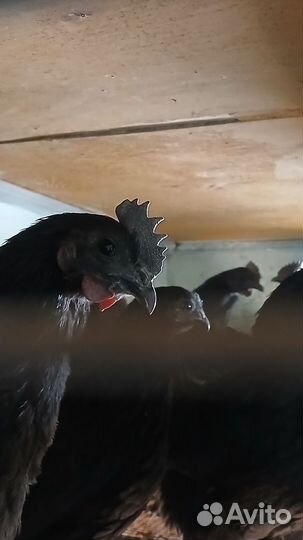 Петушки Ухейлюль