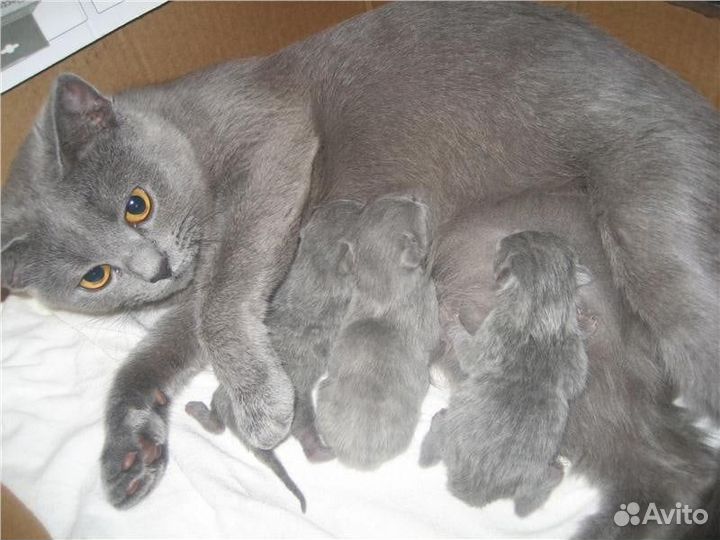 Британские котята