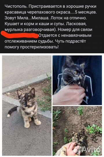 Кошечка в добрые руки
