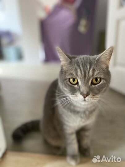 Британский кот
