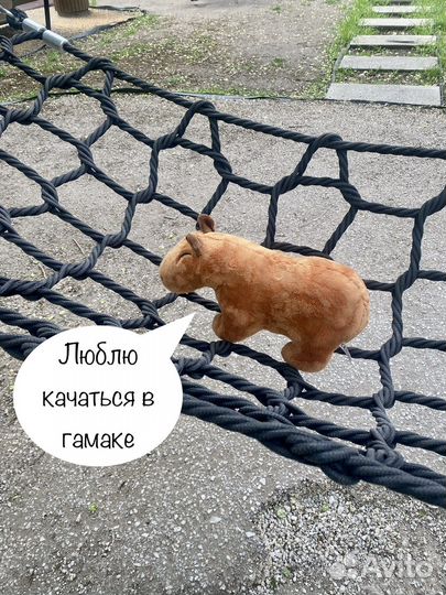 Чудесная капибара