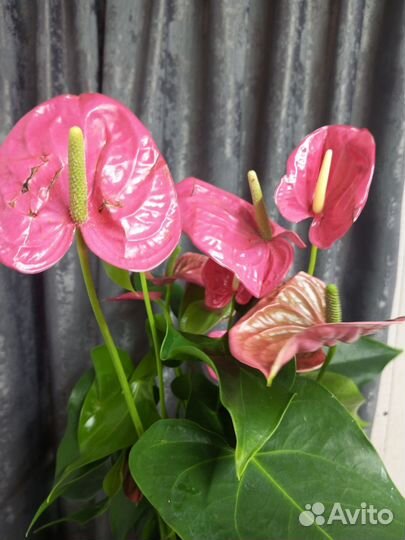 Антуриум Калифорния