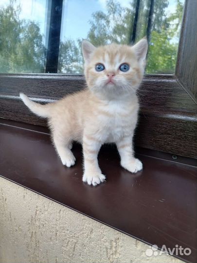 Шотландские, Британские котята, кошечки и котики