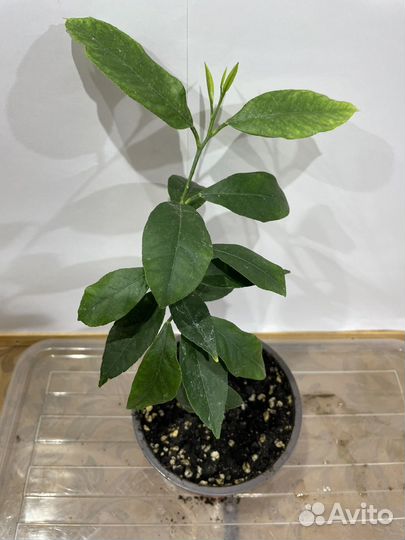 Лимон Новогрузинский